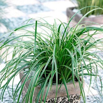 Осока Силвер Септре изображение 15