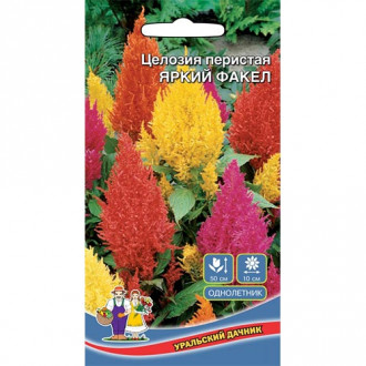 Целозия перистая Яркий факел Уральский дачник фото 12 Целозия перистая Яркий факел Уральский дачник изображение 12