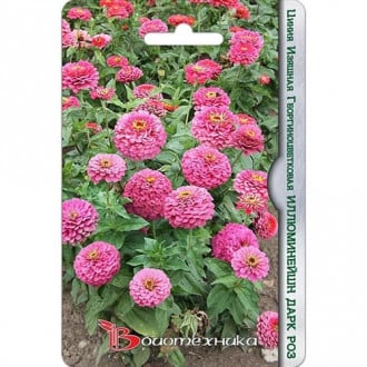 Цинния Иллюминейшн Дарк Роз Биотехника изображение 10