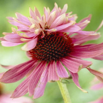 Эхинацея пурпурная Индика фото 7 Эхинацея пурпурная Индика изображение 7