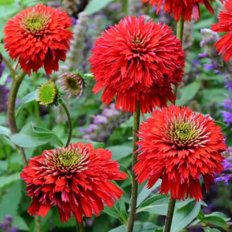 Эхинацея Секрет Лав изображение 17