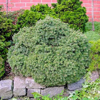 Ель канадская Эхиниформис изображение 18