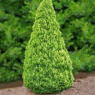 Ель канадская Рейнбоуз Енд изображение 14