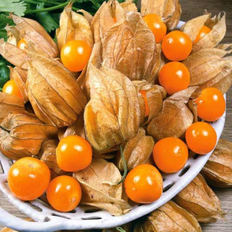 Физалис Фонарики F1 изображение 9