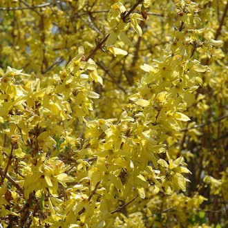 Форзиция Спринг Глори изображение 13