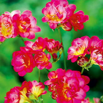 Фрезия Ред изображение 8