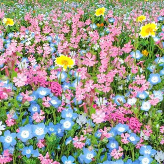 Газон цветущий Цветущий город, смесь окрасок Русский огород НК изображение 3