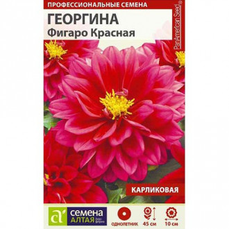 Георгина Фигаро Красная Семена Алтая изображение 2
