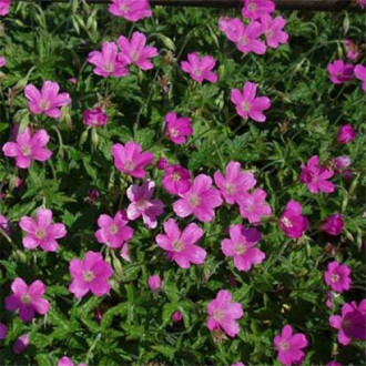 Герань Бехолдерс Ай изображение 18