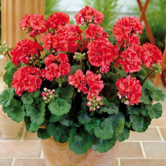 Герань Мушкатик, семена