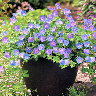 Герань Блю Санрайз