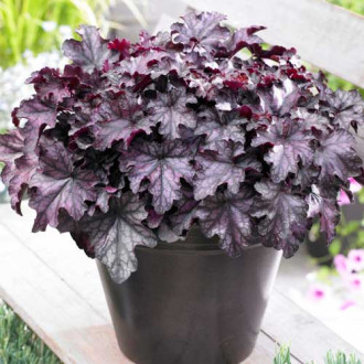 Гейхера Блэкберри Джем изображение 18