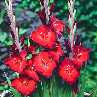 Гладиолус крупноцветковый Азурро изображение 3