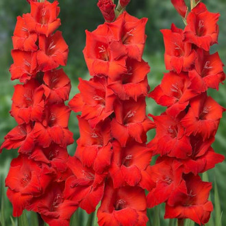 Гладиолус крупноцветковый Ред Бьюти изображение 5