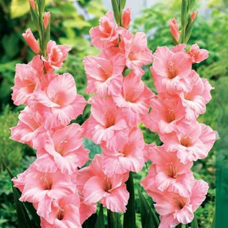 Гладиолус крупноцветковый Роуз Суприм изображение 3