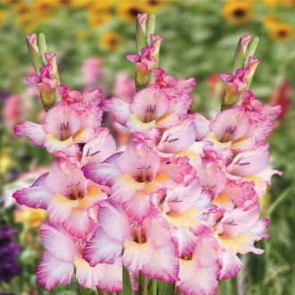 Гладиолус крупноцветковый Серафин изображение 2