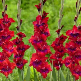 Гладиолус крупноцветковый Триколор изображение 6