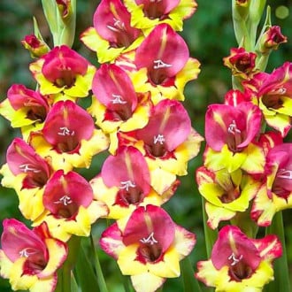 Гладиолус крупноцветковый Васто изображение 5