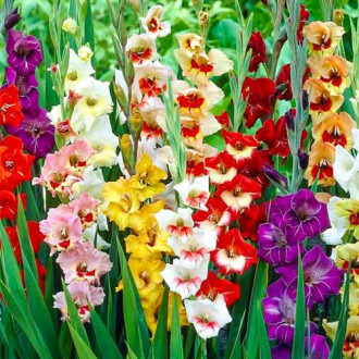 Гладиолусы крупноцветковые Гарден Вельвет, микс изображение 6