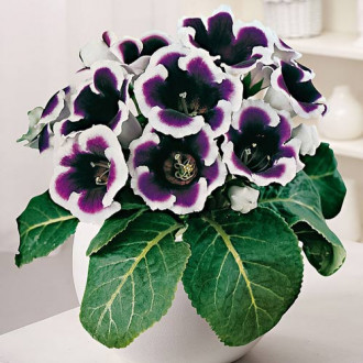 Глоксиния Кайзер Вильгельм изображение 17