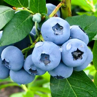 Голубика Коллинс изображение 15