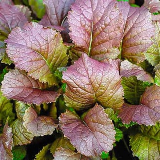 Горчица листовая Красный гигант изображение 15