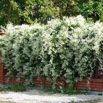 Горец Ауберта