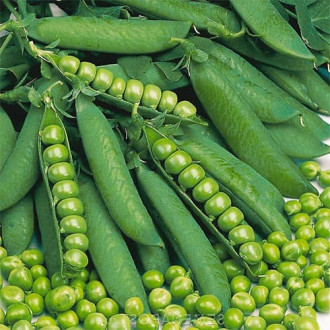 Горох Медовая горошина Уральский дачник изображение 7