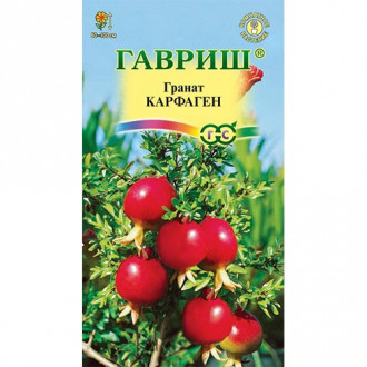 Гранат карликовый Карфаген Гавриш изображение 5