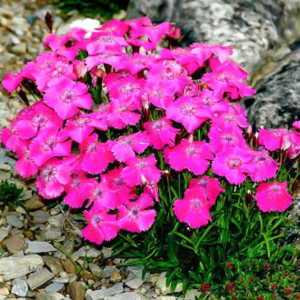 Гвоздика альпийская Лайт Роуз изображение 4