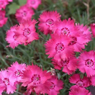 Гвоздика Эммен изображение 14