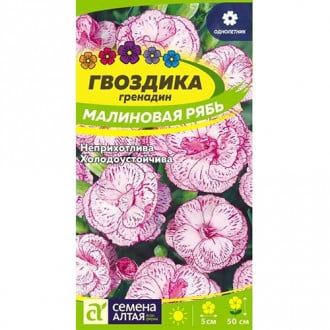 Гвоздика гренадин Малиновая рябь Семена Алтая изображение 8