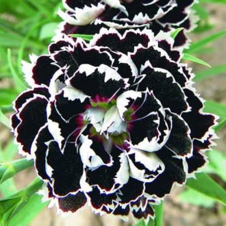 Гвоздика китайская Чёрный плащ, семена изображение 6