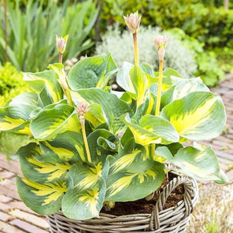 Хоста Бич Бой изображение 17