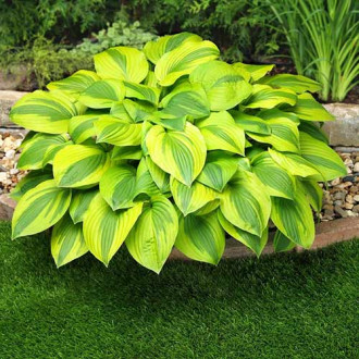 Хоста Вельвет Мун изображение 18