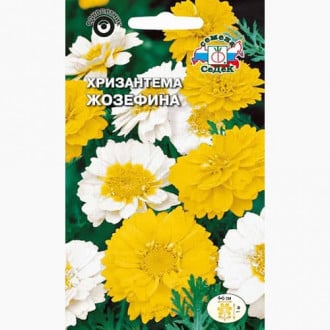 Хризантема овощная Жозефина изображение 4