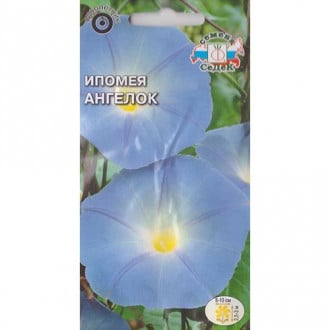 Ипомея Ангелок Седек изображение 12