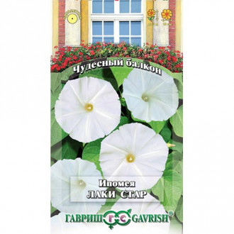 Ипомея Лаки Стар Гавриш изображение 8