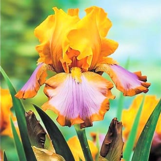 Клубни ирисов купить флоревиль орхидеи