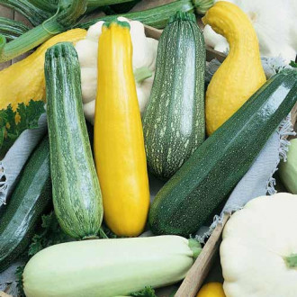Кабачок Ассорти, смесь семян изображение 3