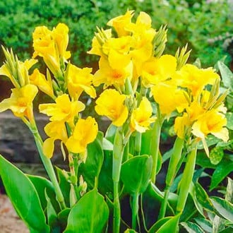 Канна Ричард Уоллес изображение 7