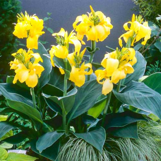 Канна Йеллоу изображение 18