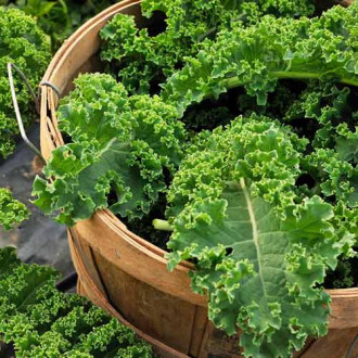 Капуста листовая кудрявая Тинторето изображение 1