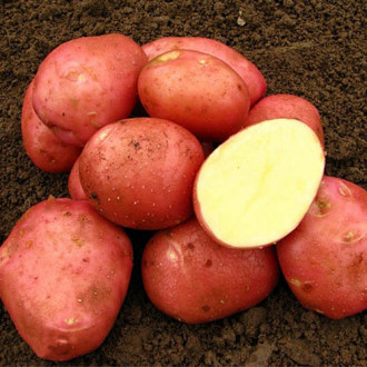 Картофель Беллароза изображение 6