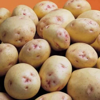 Купить среднеспелые сорта картофеля - семенной картофель с доставкой почтойв Москве, России