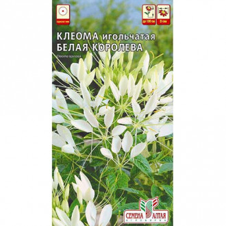 Клеома Белая Королева Семена Алтая изображение 12