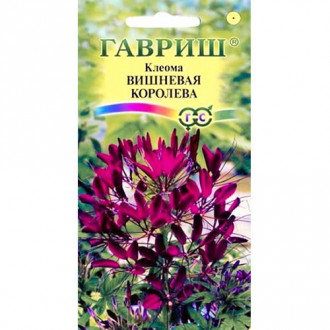 Клеома Вишневая Королева Гавриш изображение 11