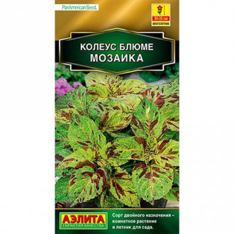 Колеус блюме Мозаика Аэлита изображение 7