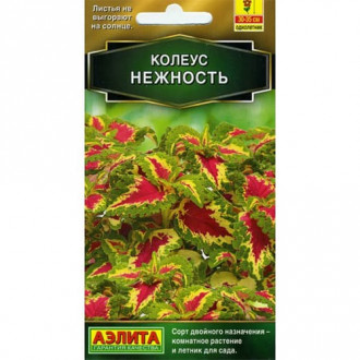 Колеус блюме Нежность Аэлита изображение 2
