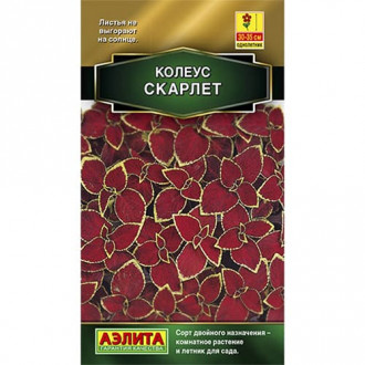 Колеус блюме Скарлет Аэлита изображение 11